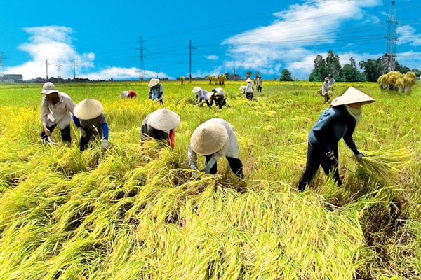 Sản phẩm trồng trọt thuộc mặt hàng không chịu thuế GTGT